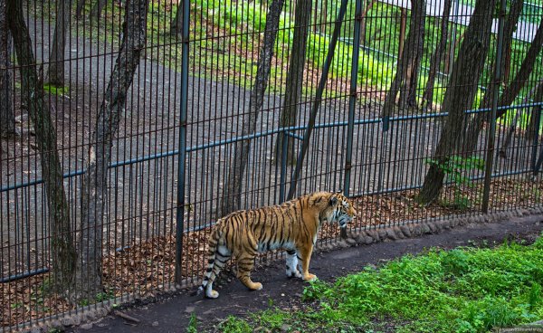 Сафари парк Приморский край