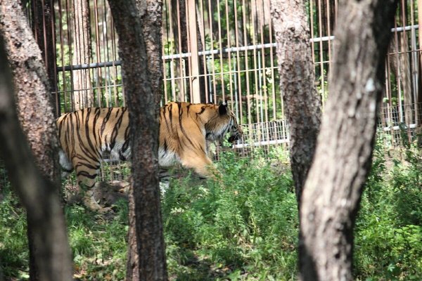 Приморский сафари-парк во Владивостоке