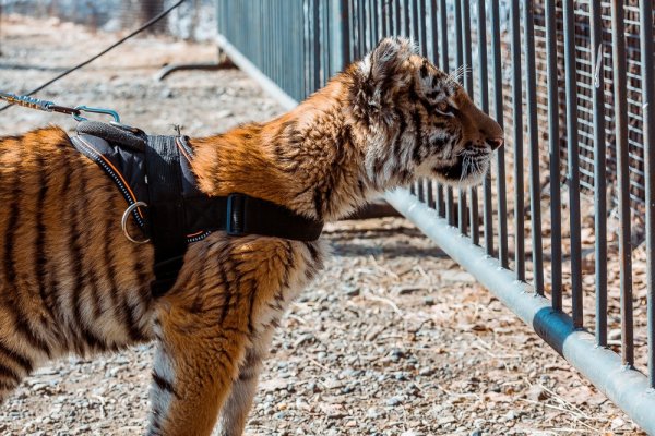 Приморский край сафари парк Тимур и Амур