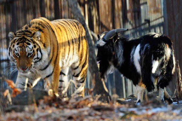 Тигр Амур сафари парк