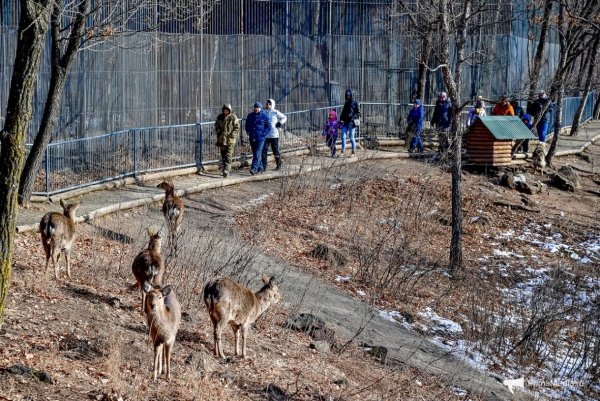 Сафари парк во Владивостоке Приморский край