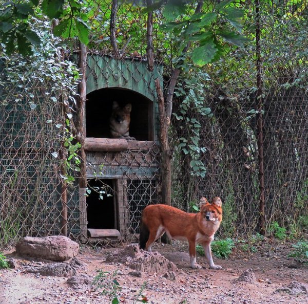 Сафари-парк Шкотово