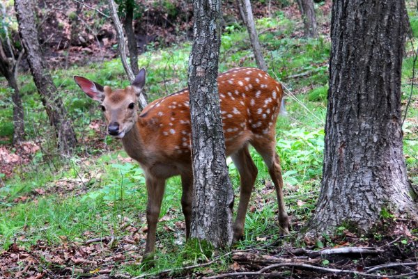 Сафари парк Приморье