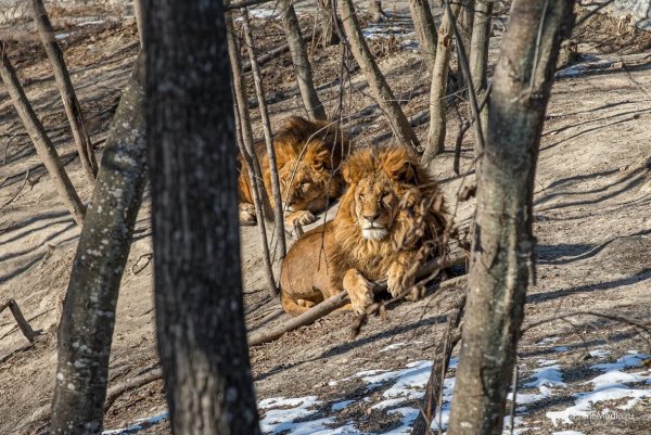 Сафари парк Шкотовский район официальный сайт