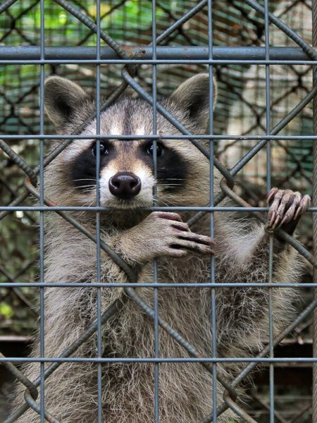 Приморский сафари-парк Приморский край