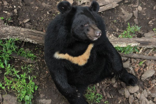 Приморский сафари-парк во Владивостоке медведи