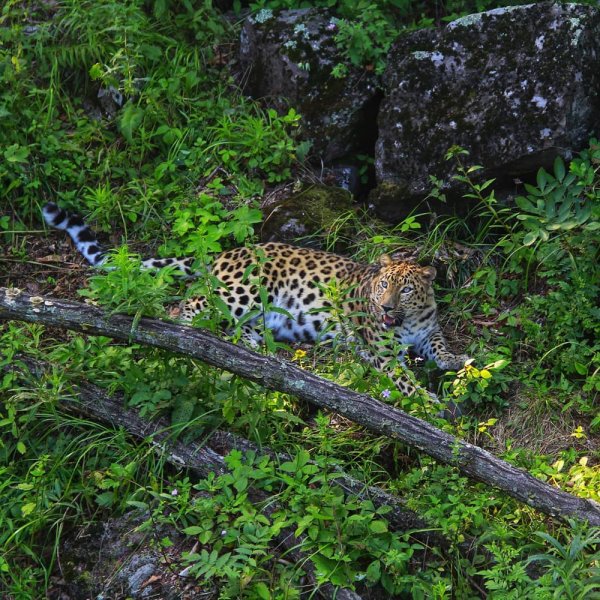 Сафари-парк Шкотово