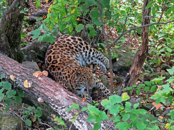 Сафари парк Шкотовский район