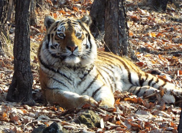 Приморский сафари-парк Приморский край