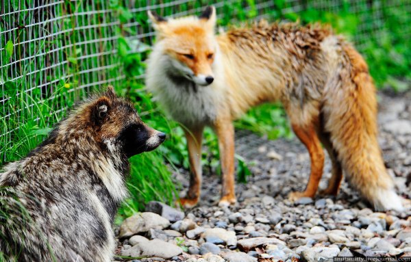 Сафари парк в Приморском крае