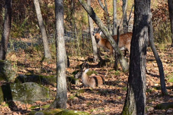 Сафари-парк Шкотово