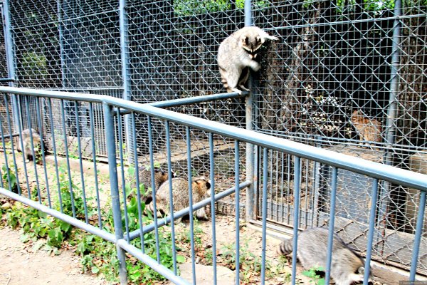 Приморский сафари-парк во Владивостоке