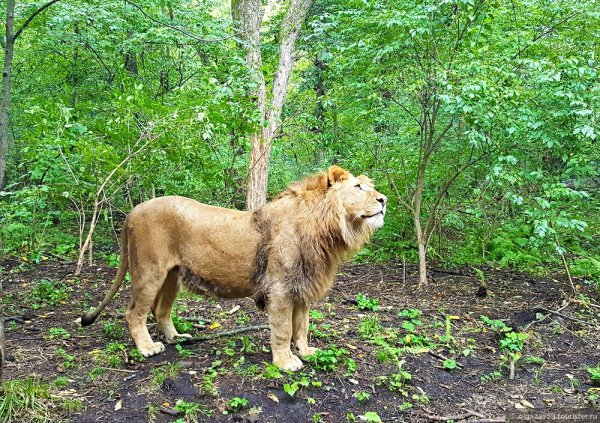 Сафари парк Владивосток