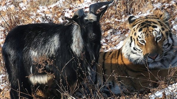 Приморский сафари парк Тимур и Амур
