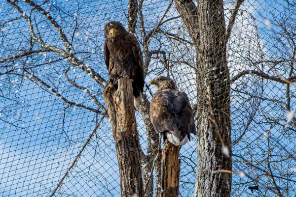 Сафари парк Владивосток