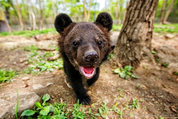 Животные сафари парка Шкотово