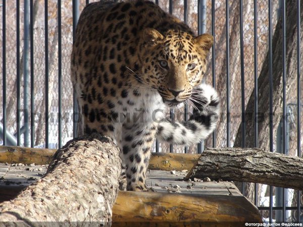 Приморский сафари-парк во Владивостоке