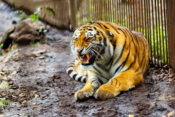 Сафари парк Приморский край