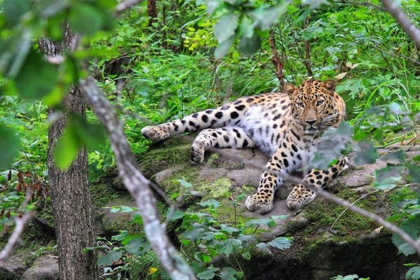 Сафари парк Уссурийск