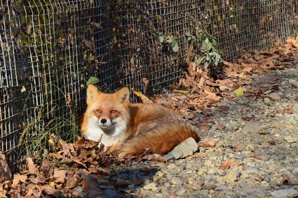 Зоопарк в Шкотово Приморский край