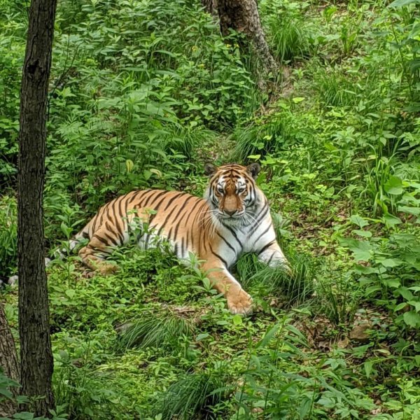 Сафари парк Шкотовский район