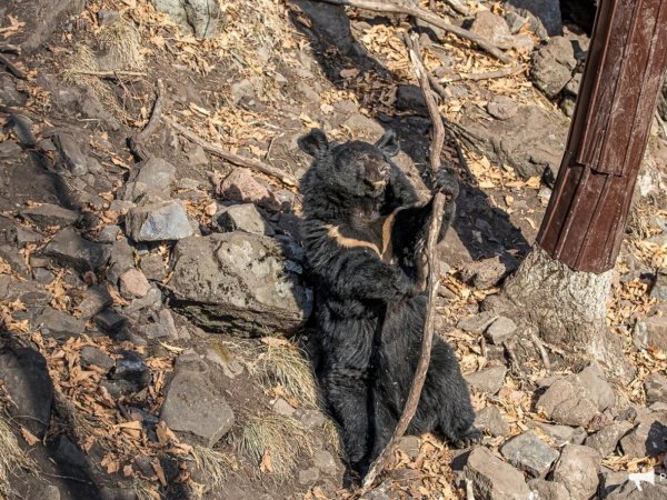 Гималайский медведь сафари-парк