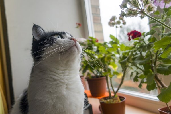 Погодка, природка