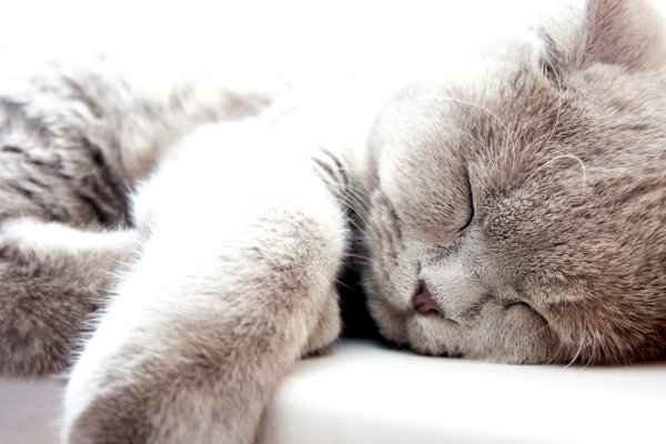 Сонные аватарки