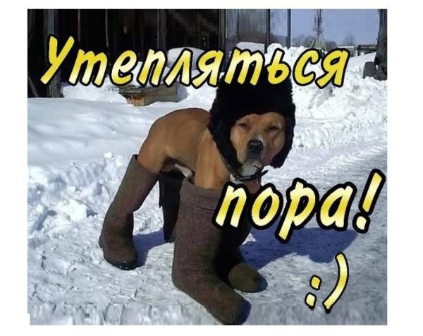 Утепляемся к зиме смешные