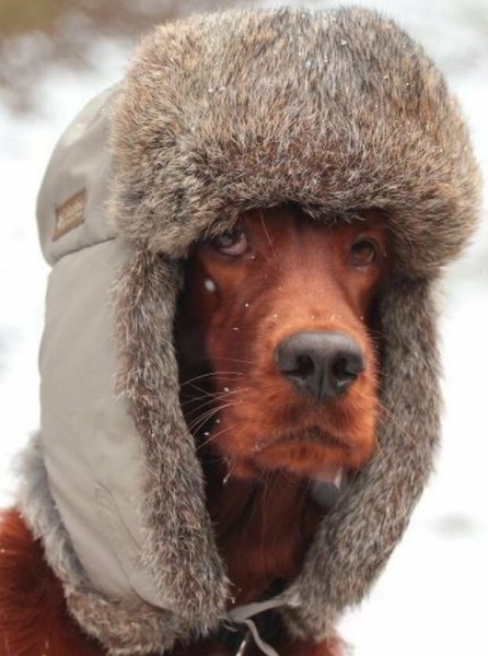 Шапка 'собака'