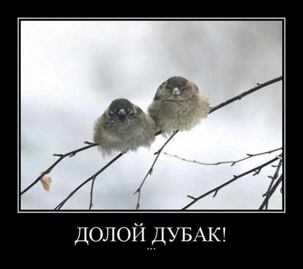 Морозная Весна прикольные