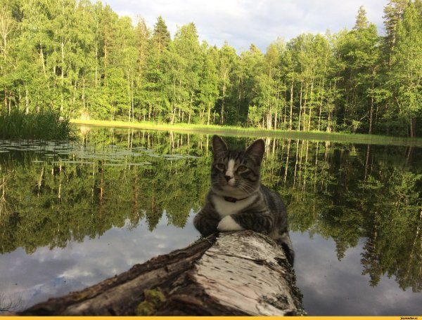 Котик на речке