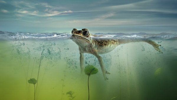 Лягушка под водой