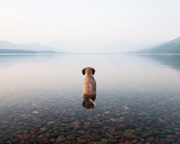 Собака у моря в одиночестве