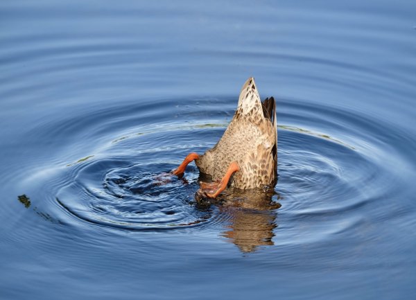 Утка кряква ныряет