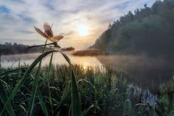 Стрекоза над водой