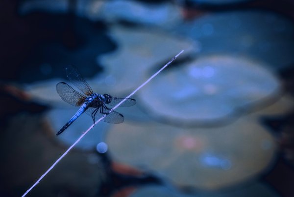 Голубые Стрекозы летают над водой