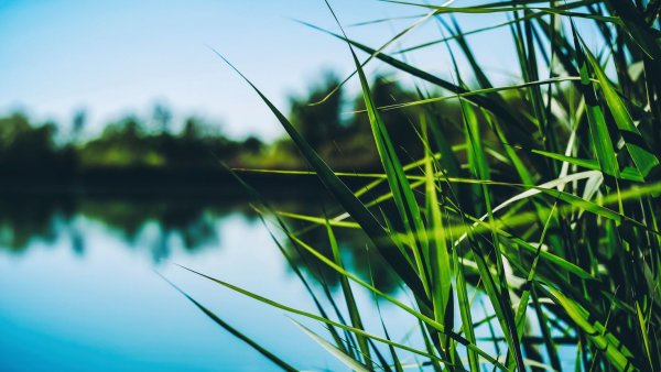 Озеро травинки