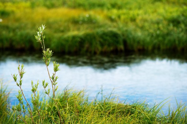 Берег реки травяной