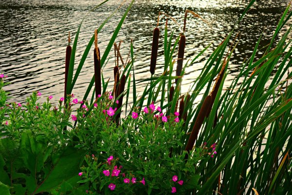 Прибрежно-водная растительность