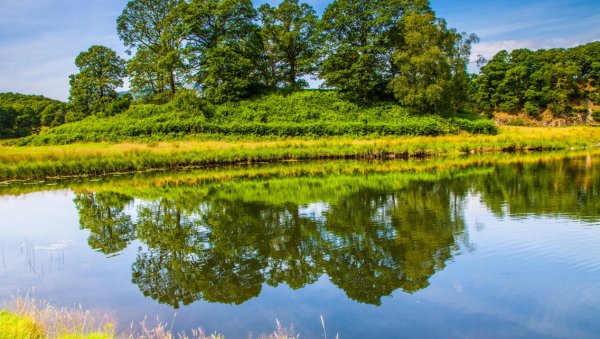 Трава у озера