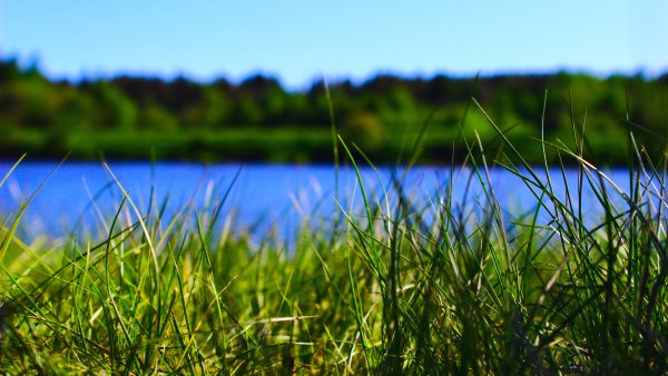 Трава на берегу реки