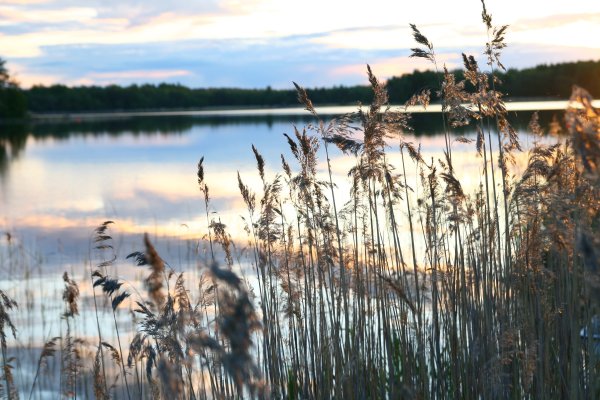 Берег реки Кубань камыши