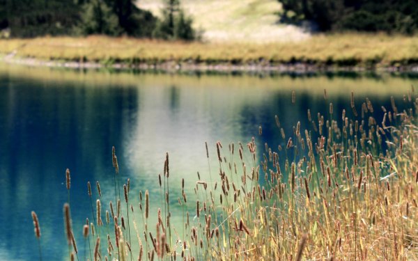 Камыши на берегу озера
