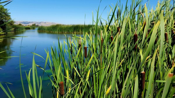 Тростник обыкновенный камыш Озерный