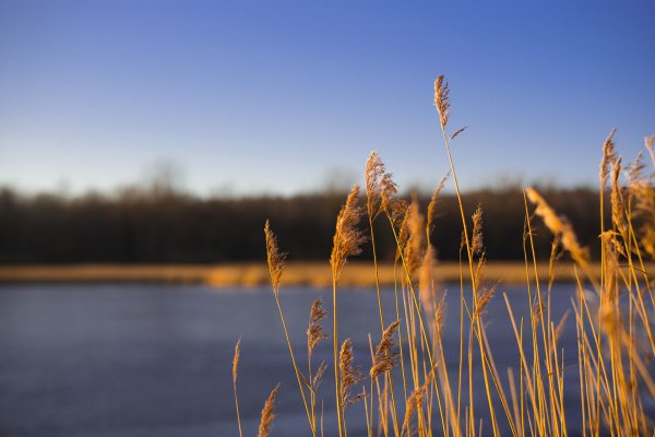 Осень река камыш