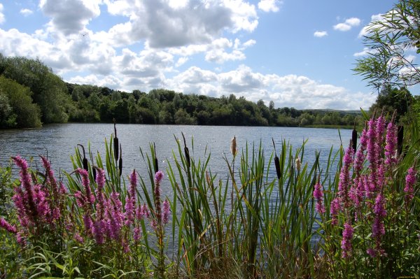 Озеро с камышами