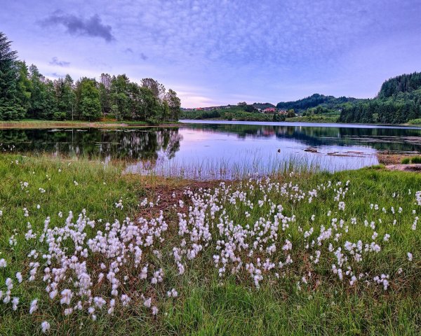 Поляна на берегу озера