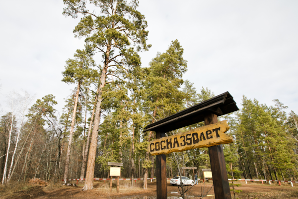 Бузулукский Бор национальный парк сосна