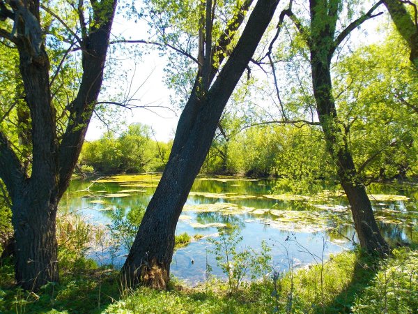 Село Верхние марки Каменского района Воронежской области